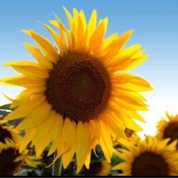 🌻LFLO1717 IS LIVE!!🌻 - Picture 4 of 16